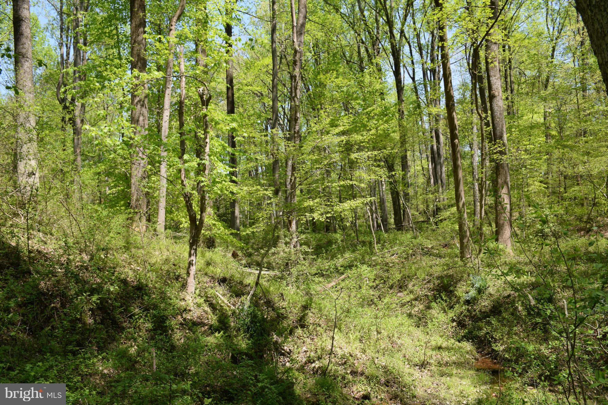 8585 Reservoir Road Fulton, MD 20759 - Photo 2 of 6 Wooded Lot