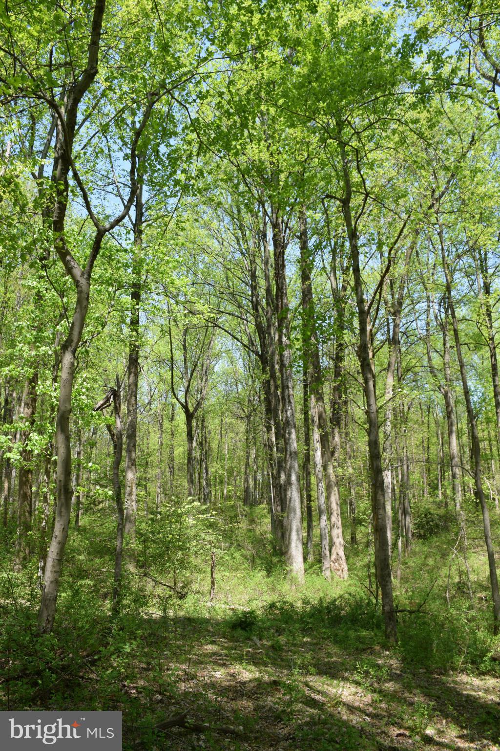 8585 Reservoir Road Fulton, MD 20759 - Photo 3 of 6 Wooded Lot