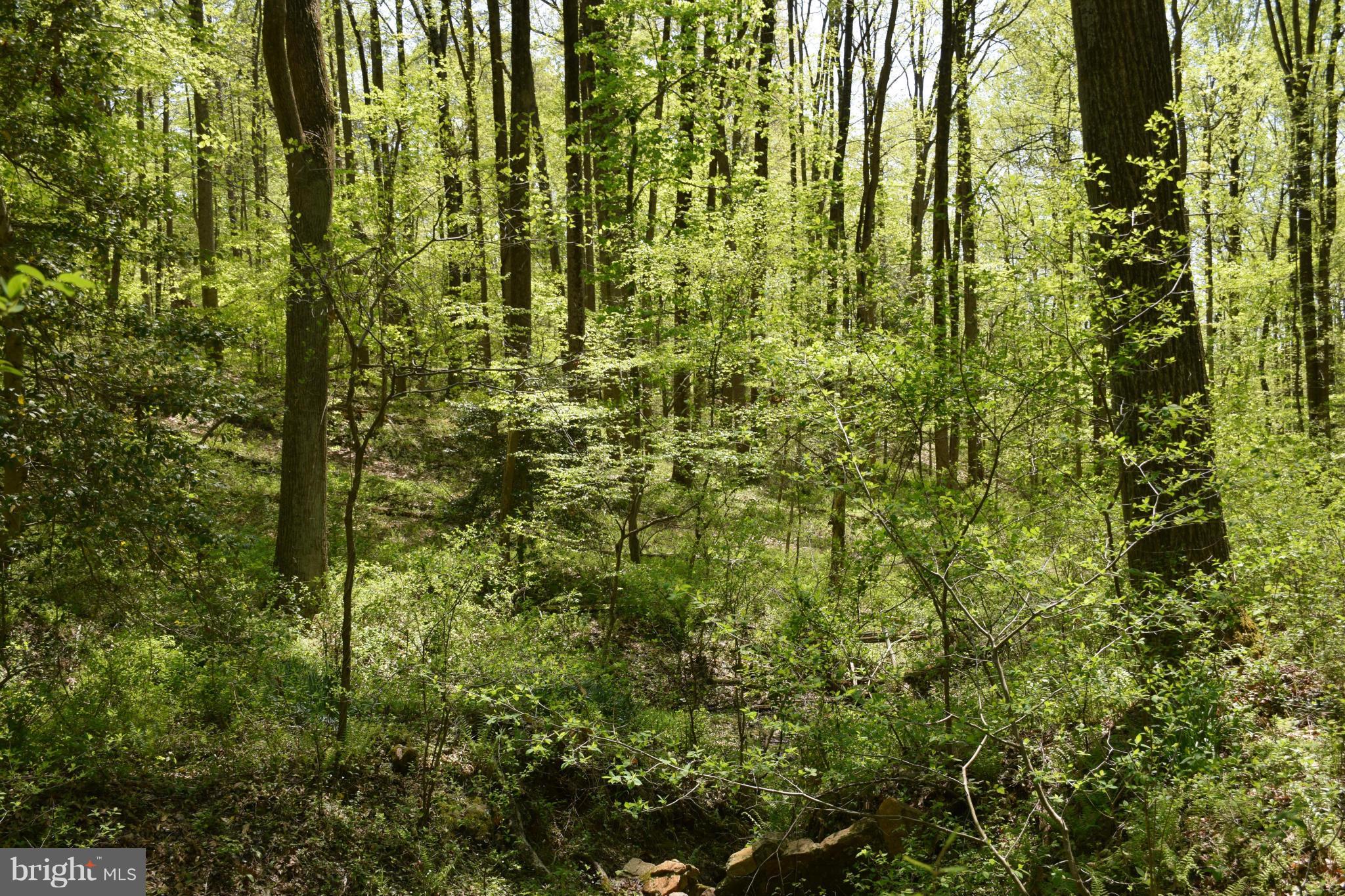 8585 Reservoir Road Fulton, MD 20759 - Photo 4 of 6 Wooded Lot