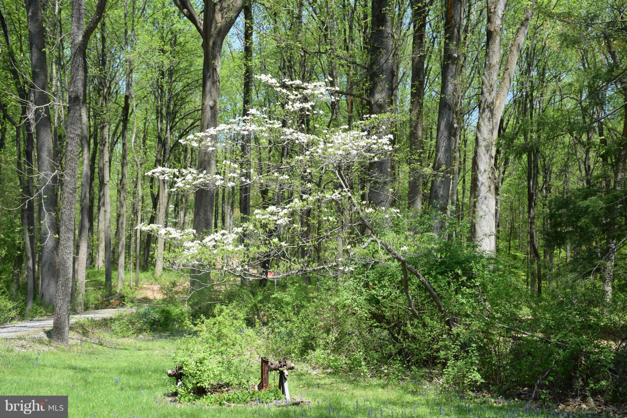 8585 Reservoir Road Fulton, MD 20759 - Photo 5 of 6 Wooded Lot