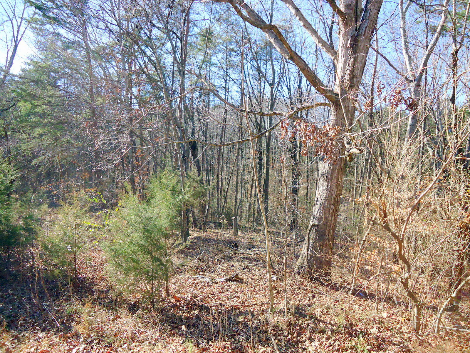 8130 Calloway Road Loudon, TN 37774 - Photo 9 of 11 07-DSC04294