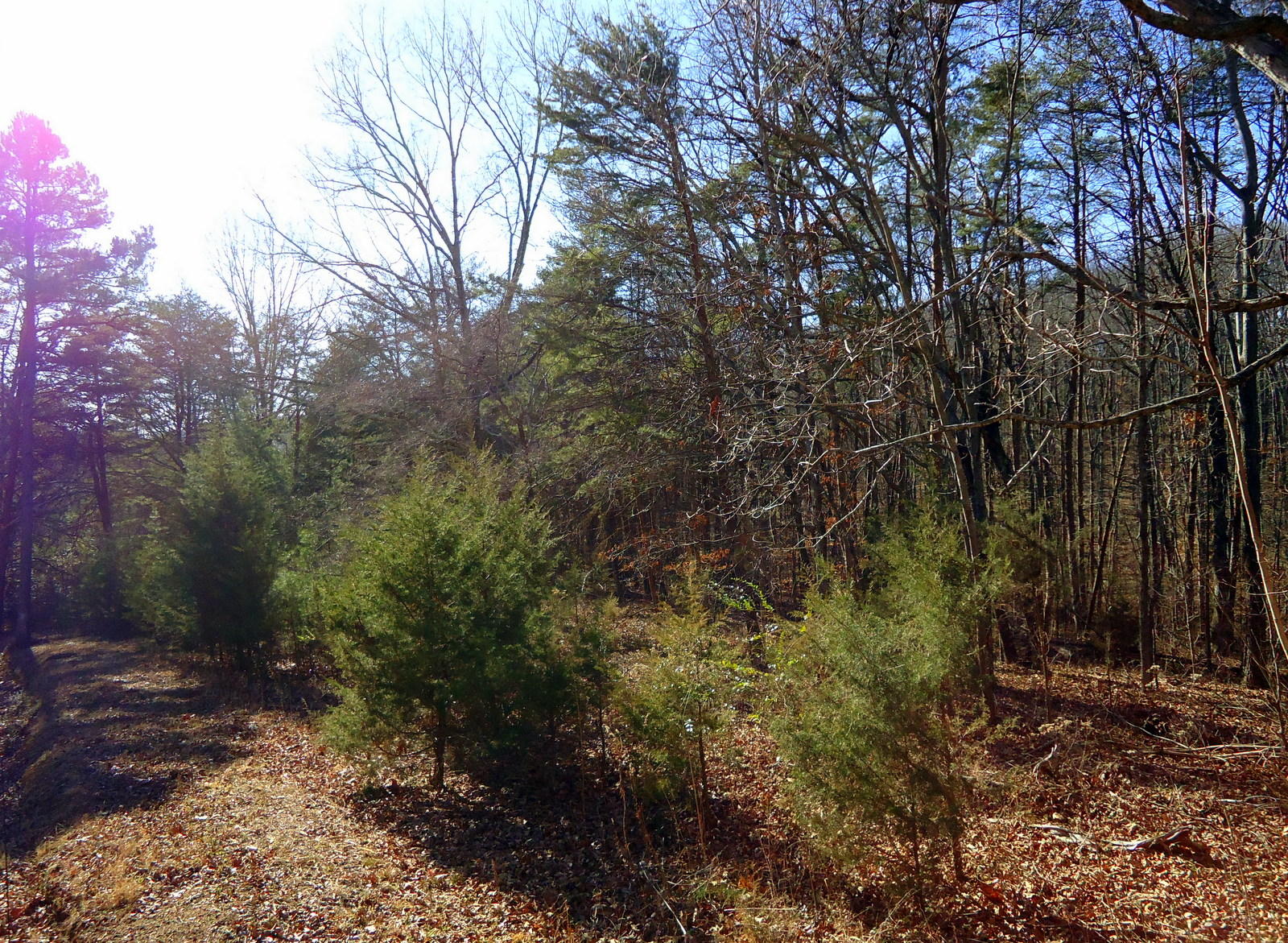 8130 Calloway Road Loudon, TN 37774 - Photo 10 of 11 08-DSC04295