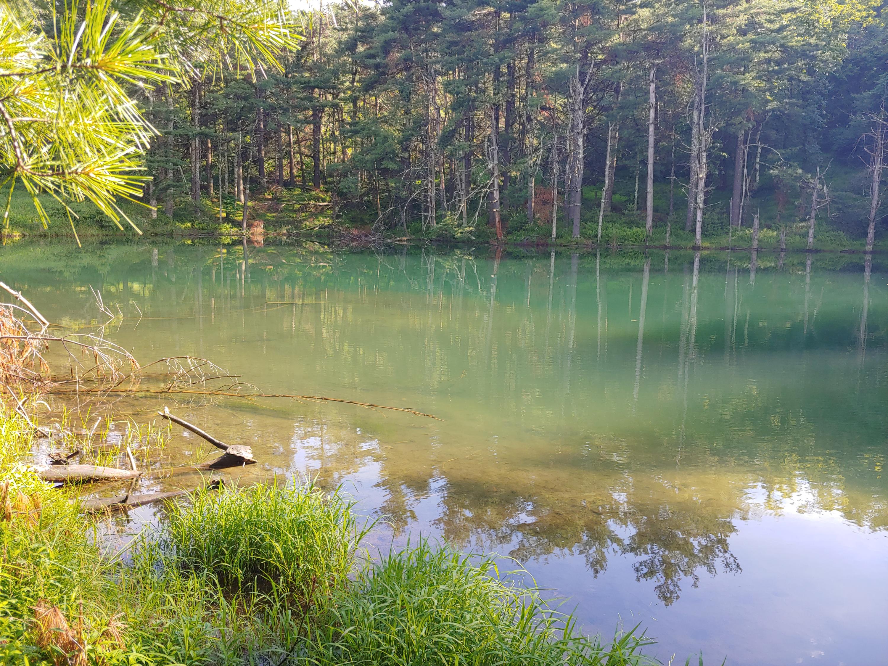 136 Old Fields Road Southwest Floyd, VA 24091 - Photo 71 of 71 a view of a lake with a yard and large trees
