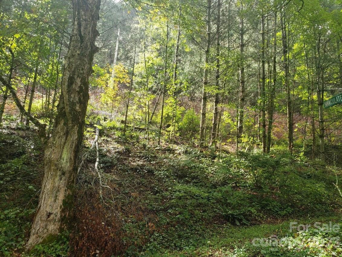 1054 Greer Hollow Road Lansing, NC 28643 - Photo 9 of 10