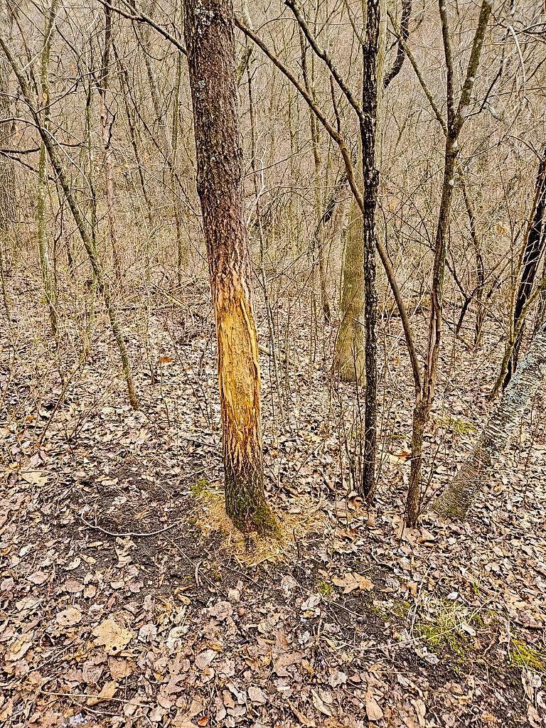 2740 Christianson Hill Road Houston, MN 55943 - Photo 69 of 91