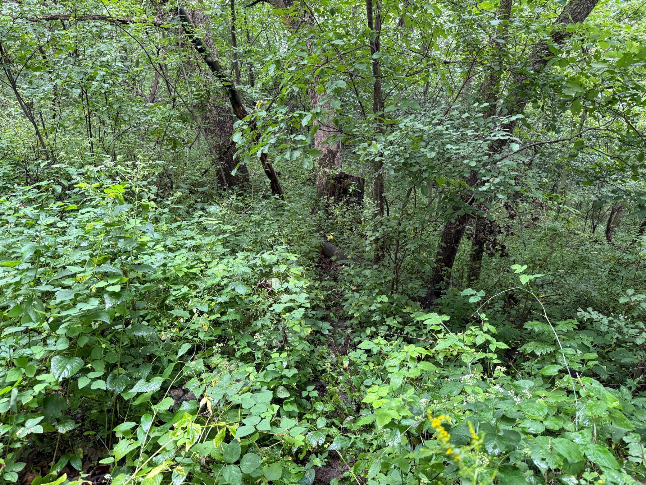 2740 Christianson Hill Road Houston, MN 55943 - Photo 87 of 91