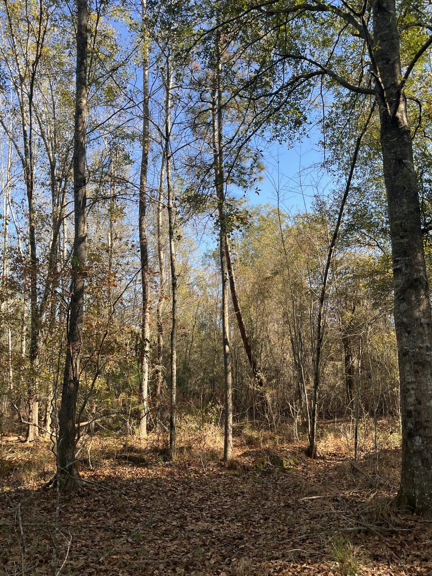 0 Trecer Road Cope, SC 29038 - Photo 4 of 10
