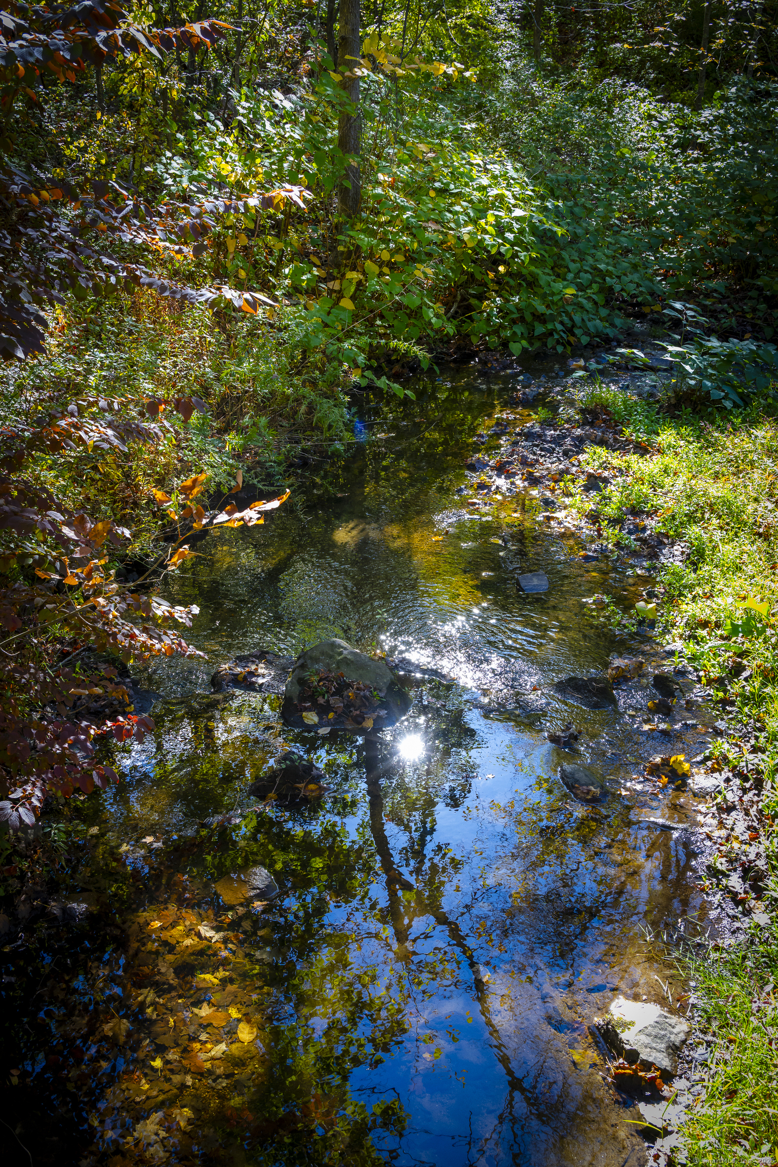 103 Geer Mountain Road South Kent, CT 06785 - Photo 34 of 36 a view of a tree