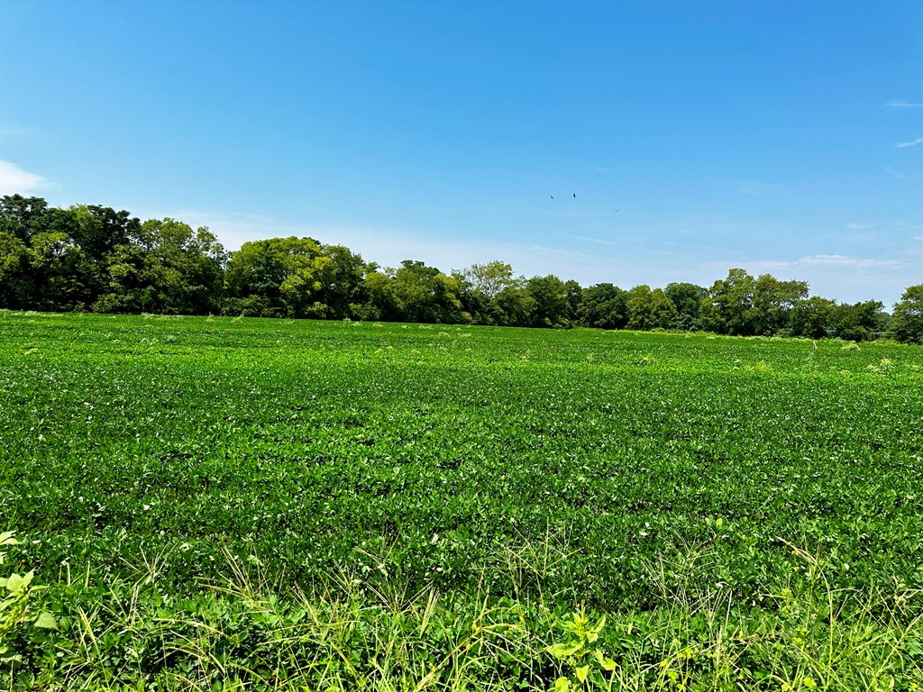 2.83-acres Burdeshaw Road Dothan, AL 36301 - Photo 7 of 11