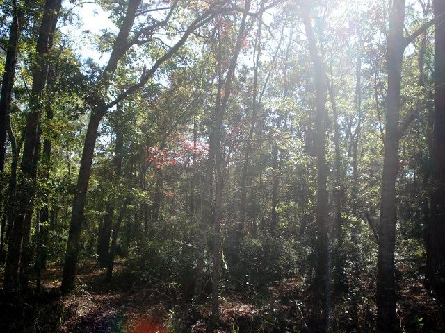 10520 County Road 1 Fairhope, AL 36532 - Photo 2 of 3