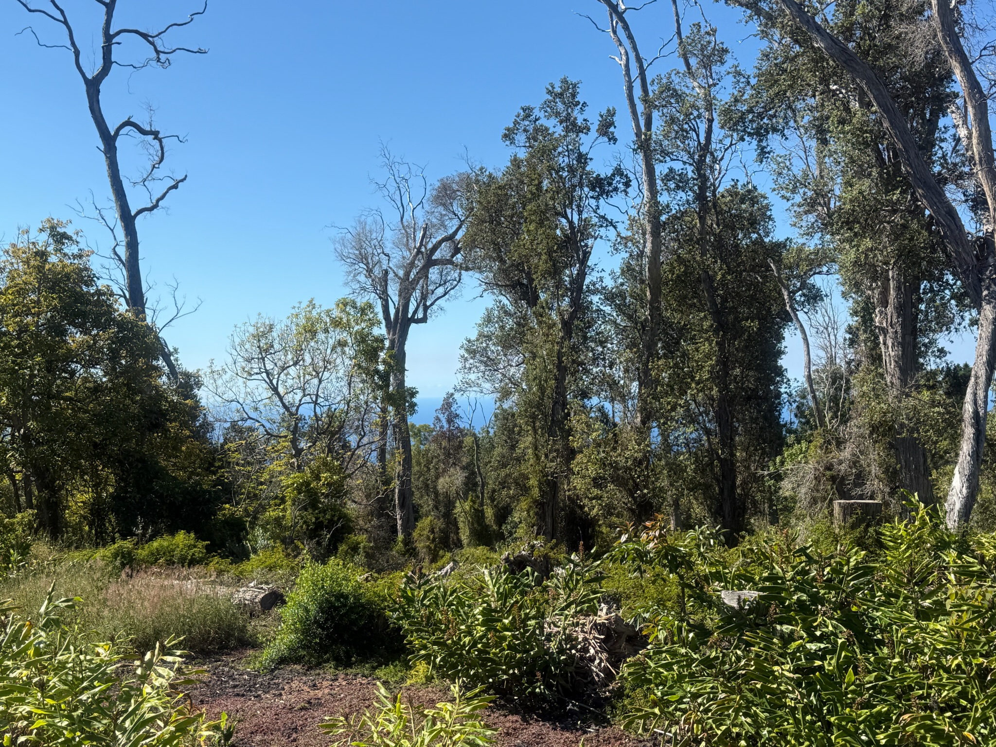 92-2083 Kailua Boulevard Ocean View, HI 96704 - Photo 22 of 30 a view of a tree with a yard