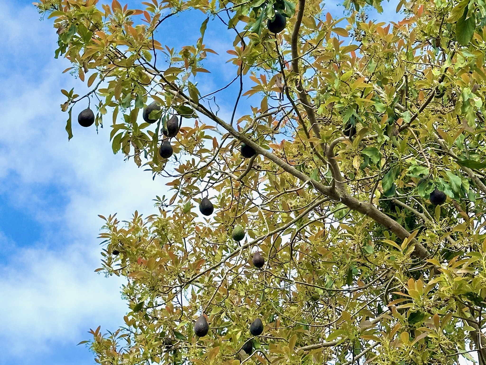 92-2083 Kailua Boulevard Ocean View, HI 96704 - Photo 23 of 30 a picture of a tree