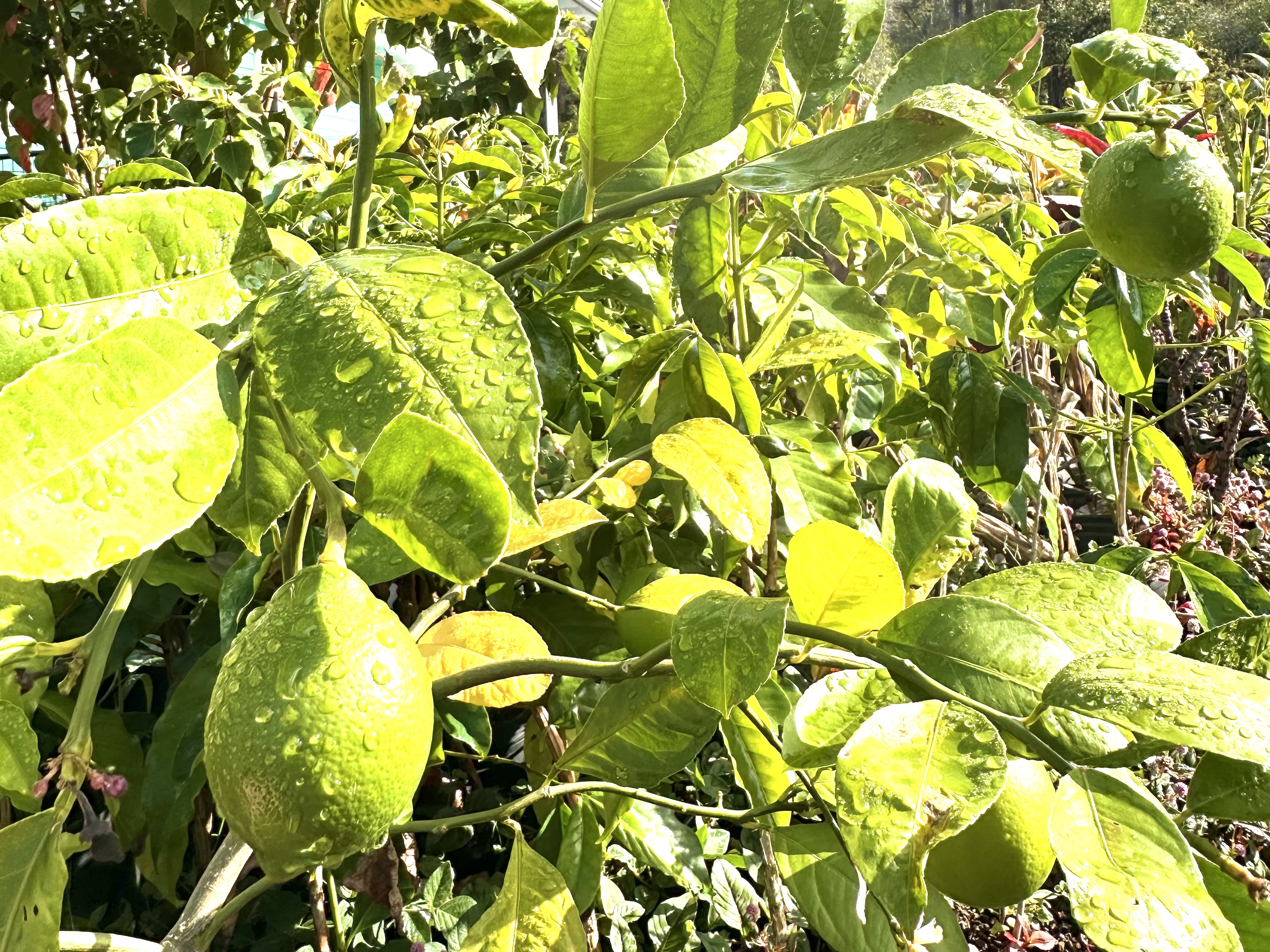 92-2083 Kailua Boulevard Ocean View, HI 96704 - Photo 27 of 30 a bathroom with a tree