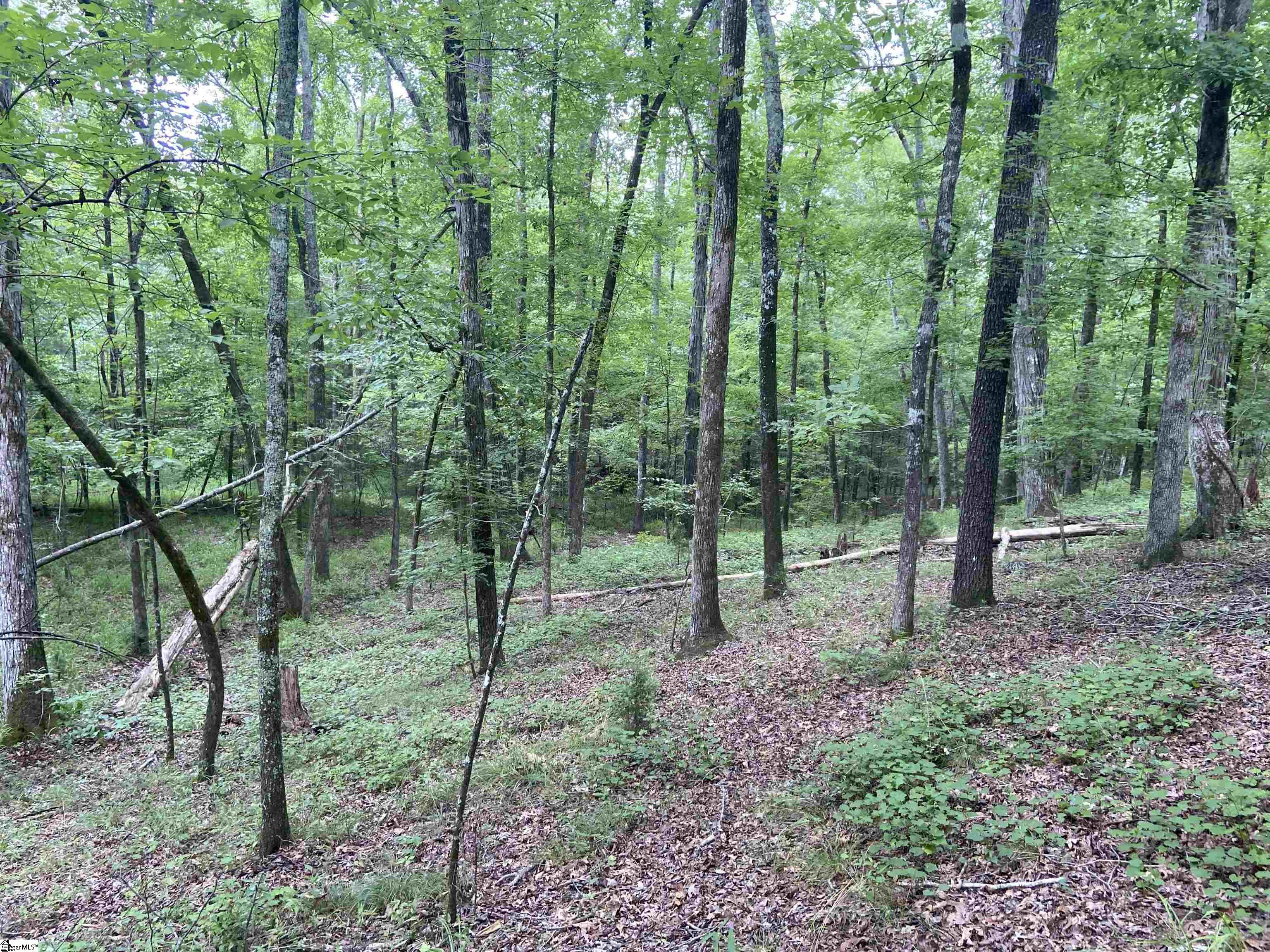 Catfish Cove Road Waterloo, SC 29384 - Photo 6 of 21