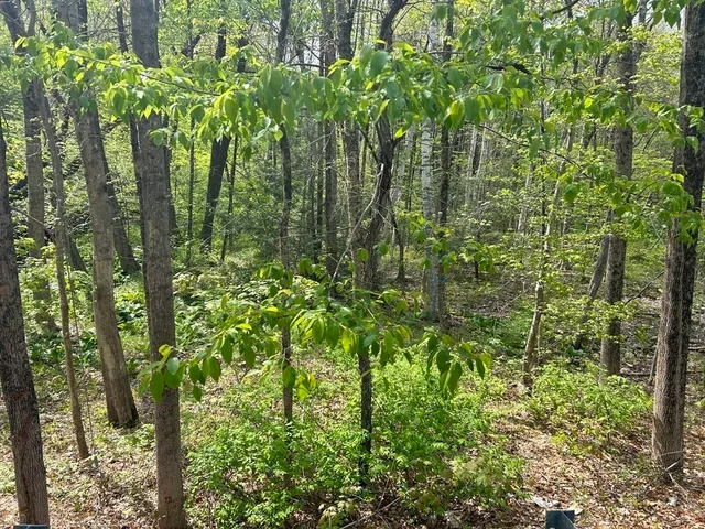 a close up of a plant in a garden