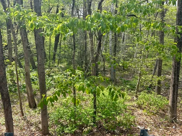 a close up of a plant in a garden