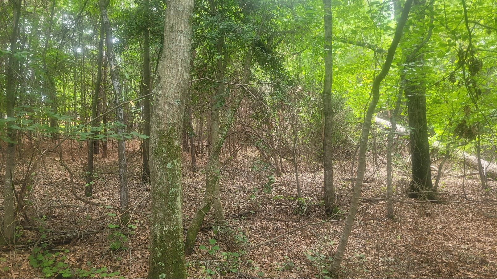 1429 Casey Creek Road Chesnee, SC 29323 - Photo 3 of 11