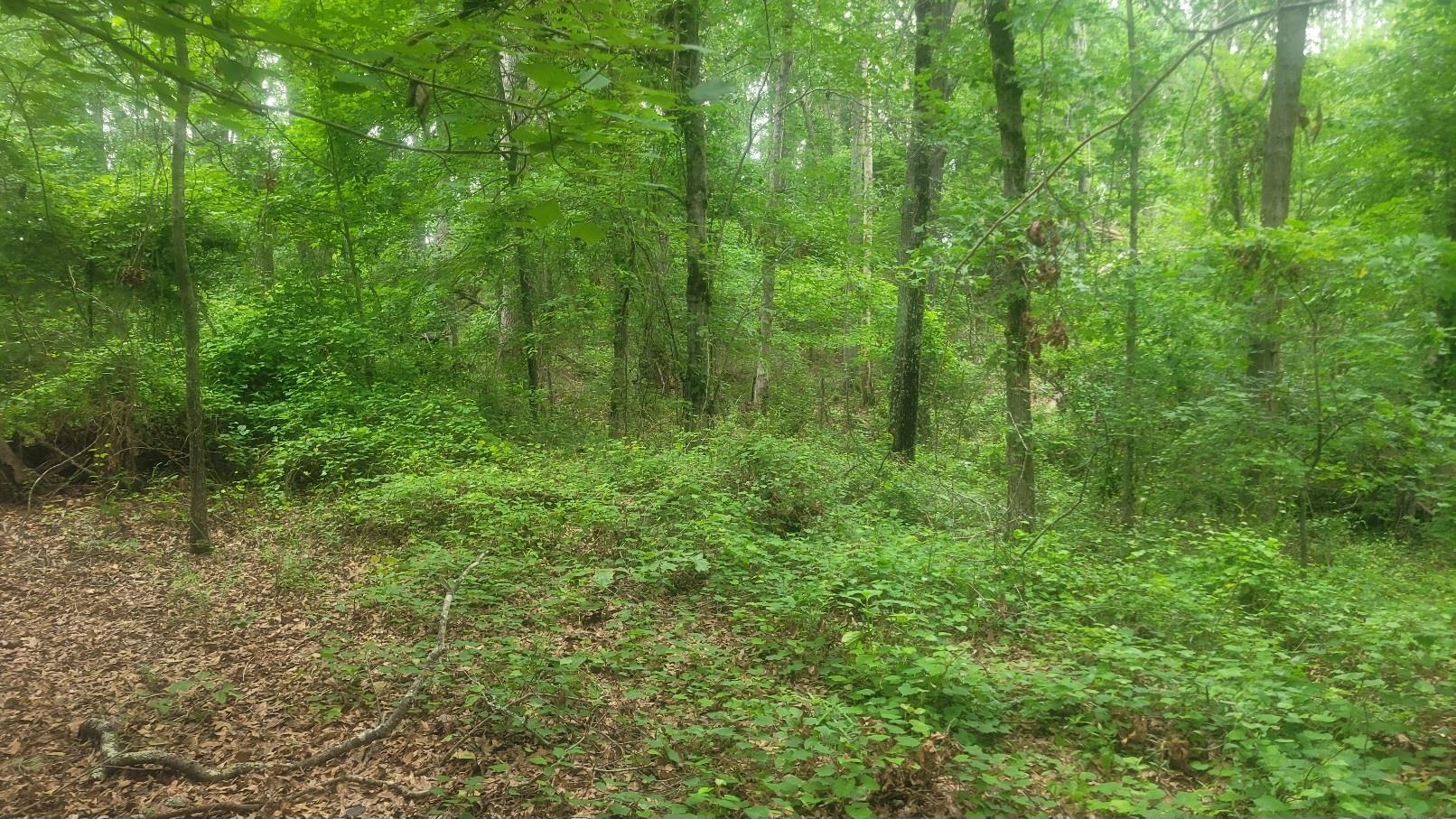 1429 Casey Creek Road Chesnee, SC 29323 - Photo 4 of 11