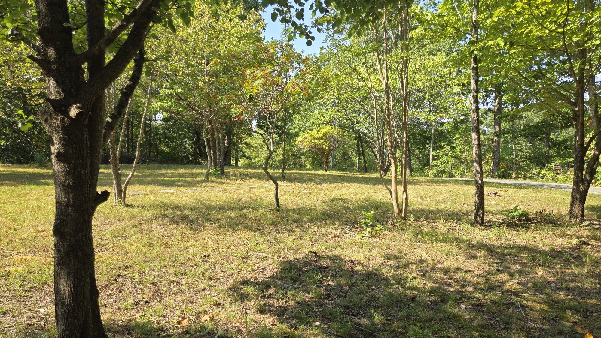 95 Ratteree Road Buchanan, TN 38222 - Photo 6 of 33 a view of a yard with a tree