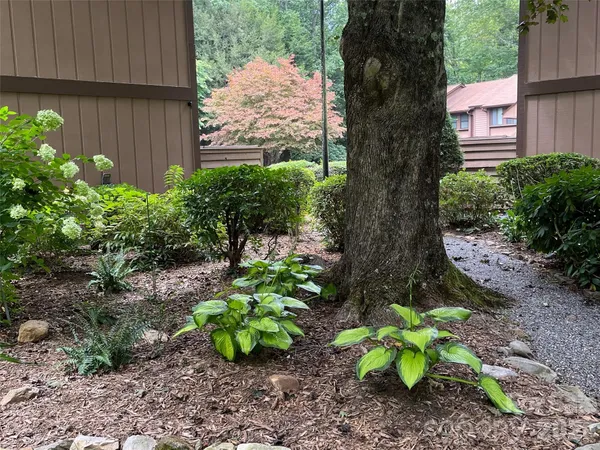 a view of a backyard with plants and large tree