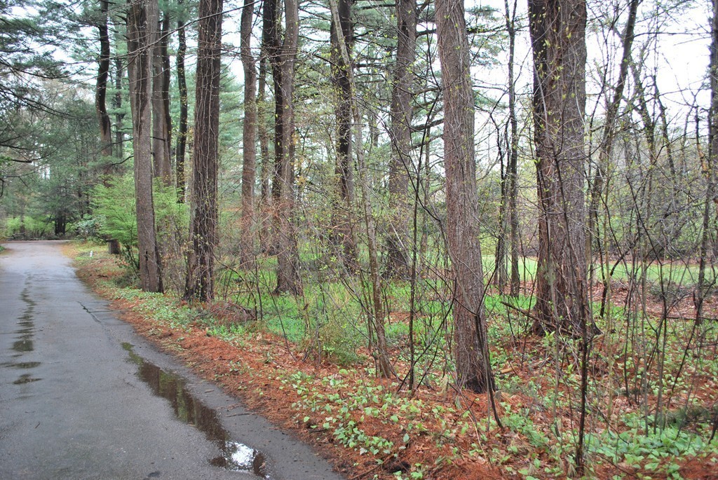 276 Grove Street Wellesley, MA 02482 - Photo 8 of 20 a view of forest