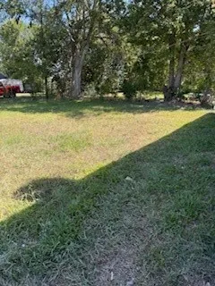 a view of a backyard with plants and large tree