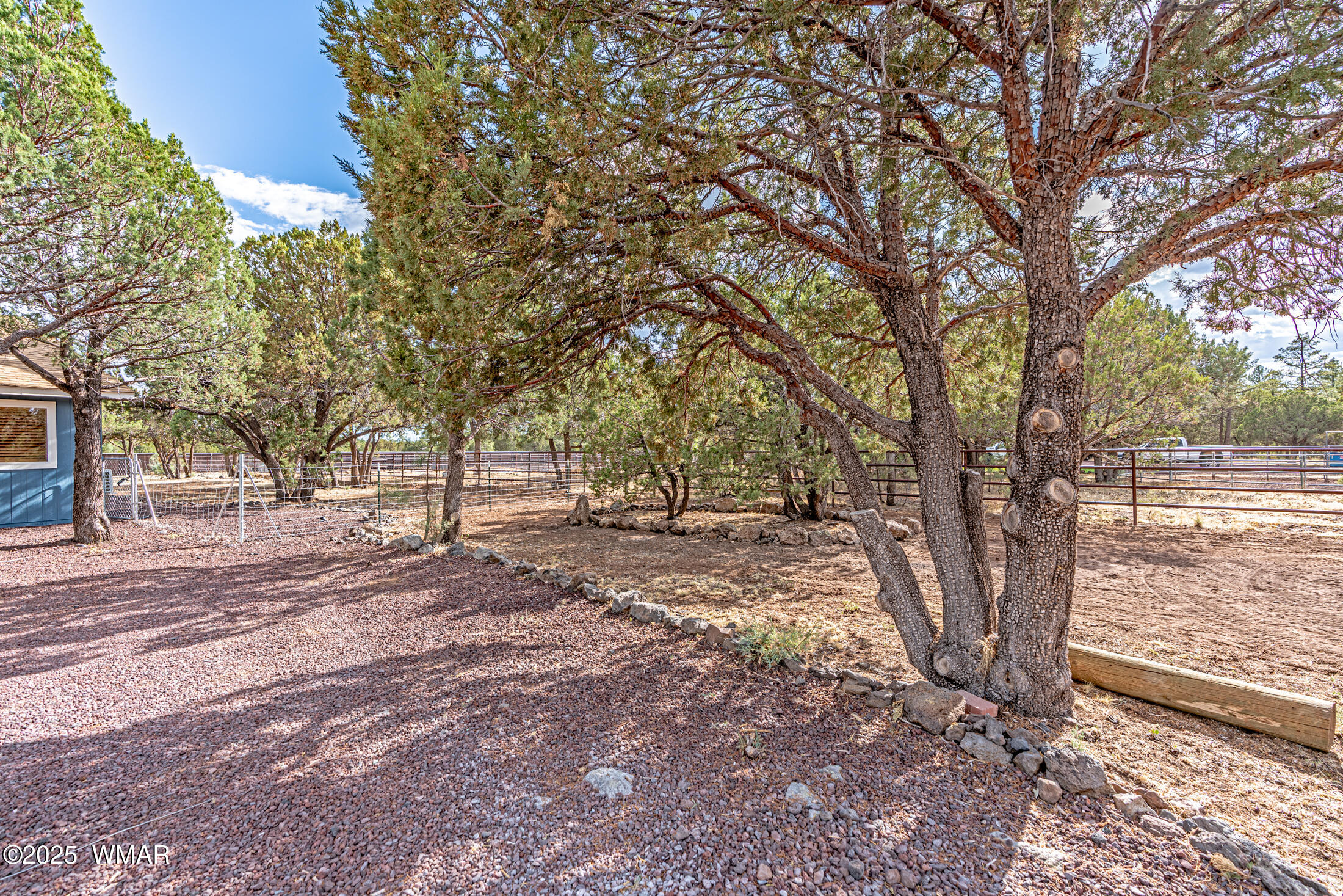 703 Backwoods Trail Lakeside, AZ 85929 - Photo 28 of 31 lots of mature trees throughout the property