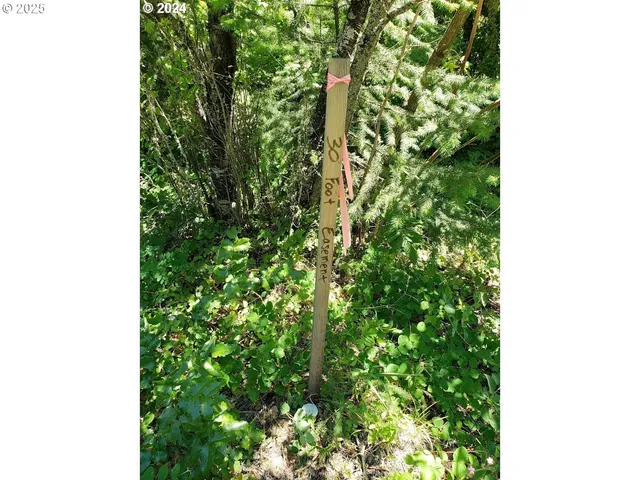 a close up of a tree in a garden