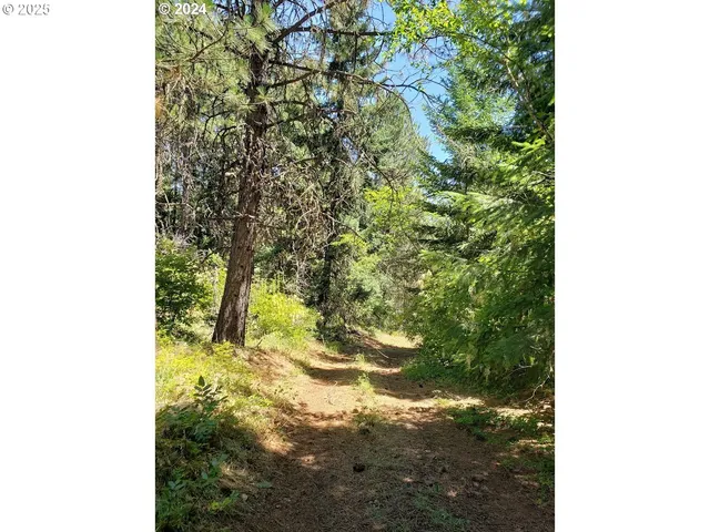 a view of a yard with plants