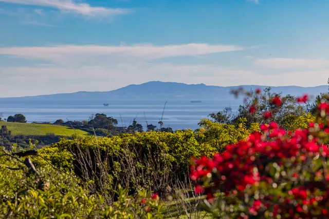 a view of a flower in a garden