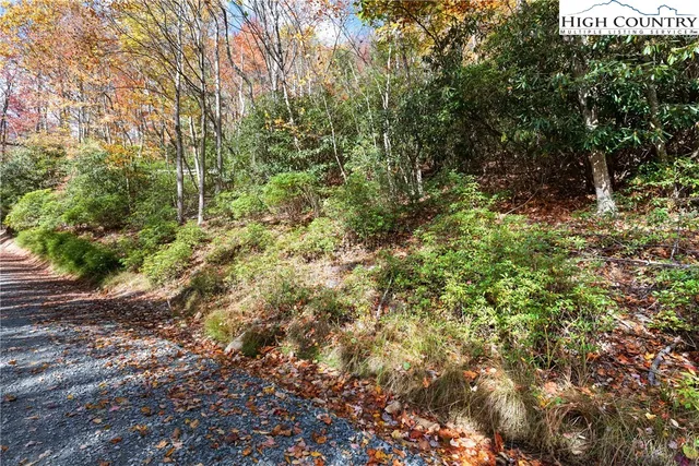 a view of a forest with a tree