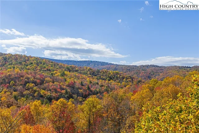 a view of a forest with trees