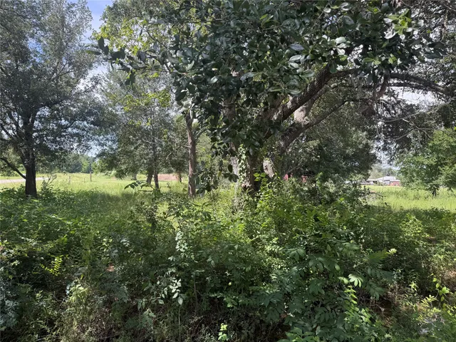 a view of a lush green forest