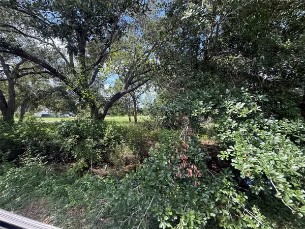 a view of a yard with plants and a tree