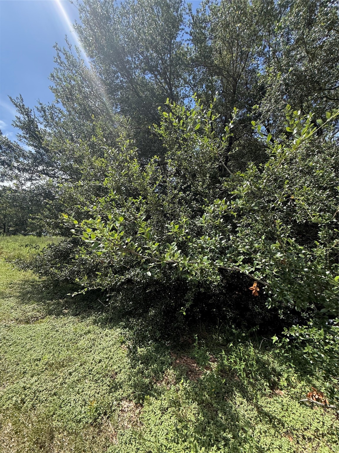 20704 Pearl Street Prairie View, TX 77484 - Photo 7 of 8 a view of a yard