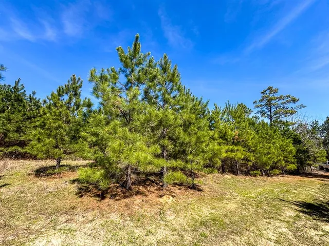 a view of dirt yard with a large tree
