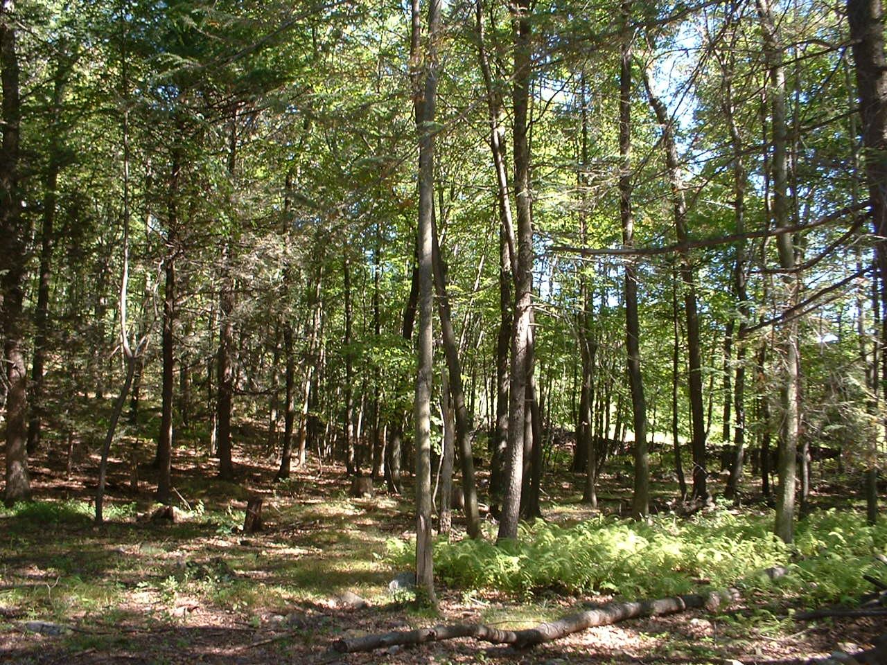 3 Hollow Road Stroudsburg, PA 18360 - Photo 9 of 13 Wooded Lot
