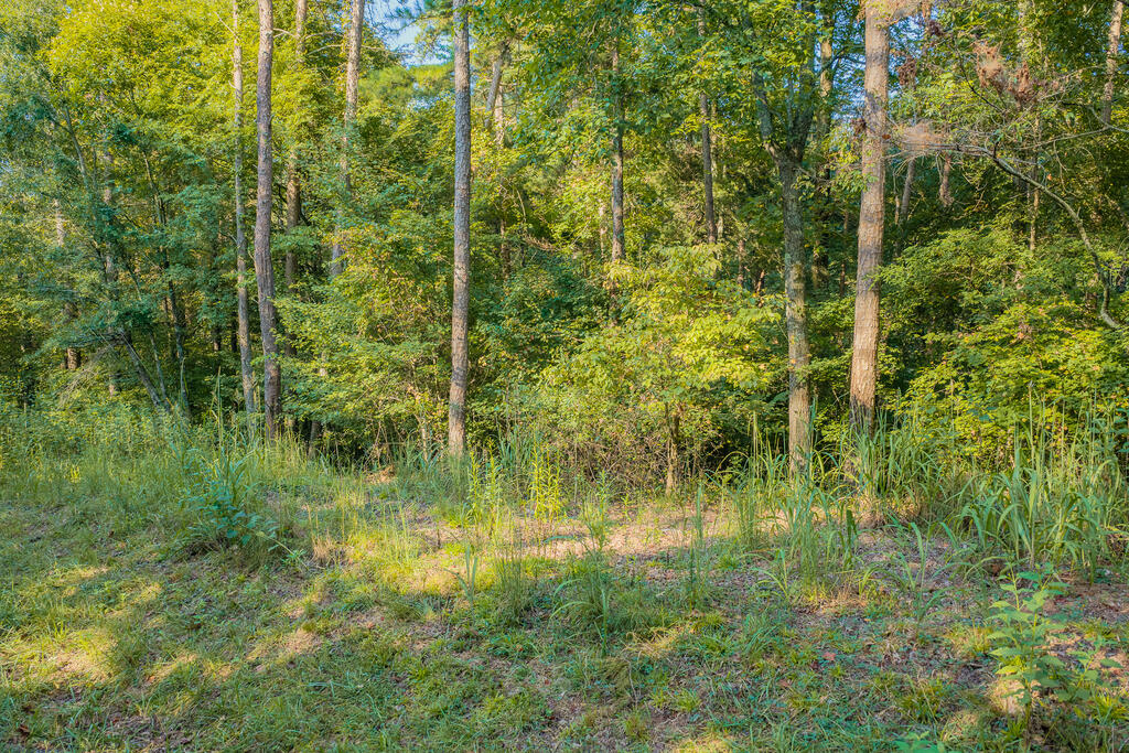 Lot 1709 Rebekah Ridge Road Talking Rock, GA 30175 - Photo 4 of 23 Gallery Image 4