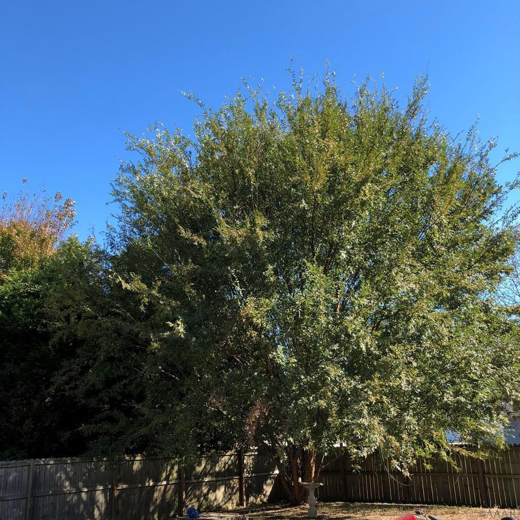 305 Ferry Road Elizabeth City, NC 27909 - Photo 21 of 21 Fenced Back Yard