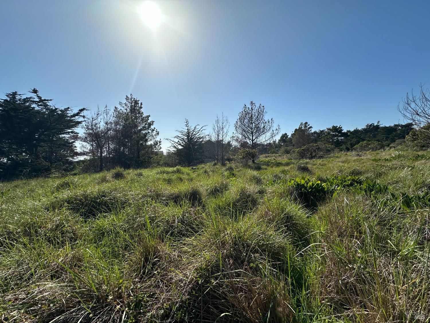 135 Shepherds Close The Sea Ranch, CA 95497 - Photo 12 of 30 a view of a yard with a tree