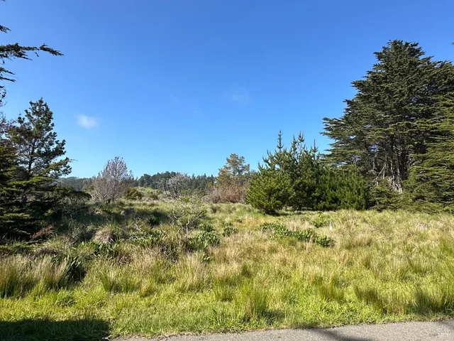 a view of a lush green forest