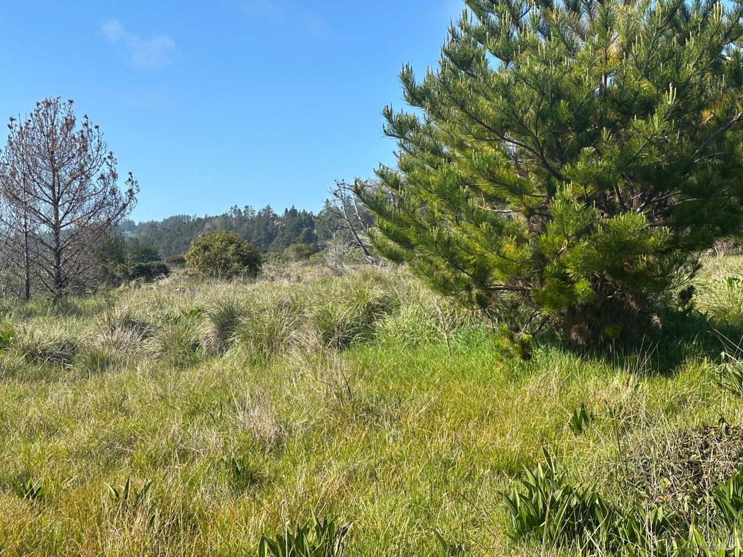 135 Shepherds Close The Sea Ranch, CA 95497 - Photo 14 of 30 a view of a lush green forest