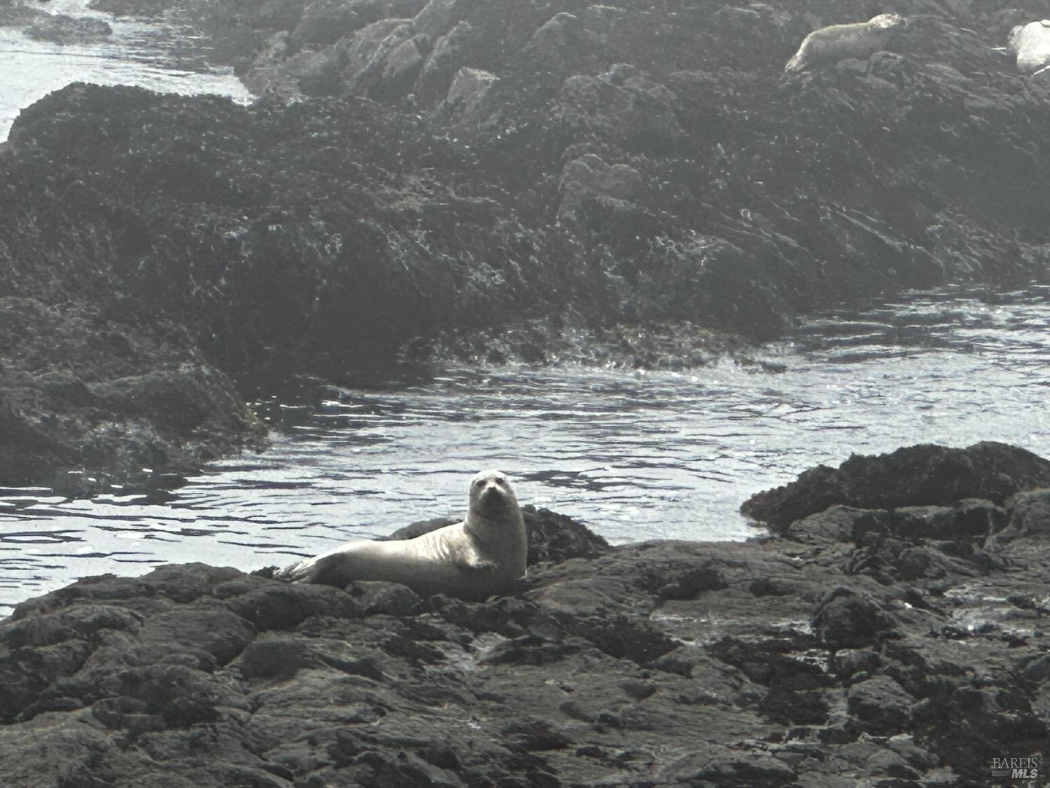 135 Shepherds Close The Sea Ranch, CA 95497 - Photo 17 of 30 a view of ocean view