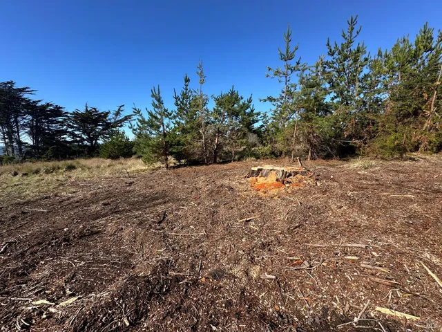 a view of dirt field with trees in background