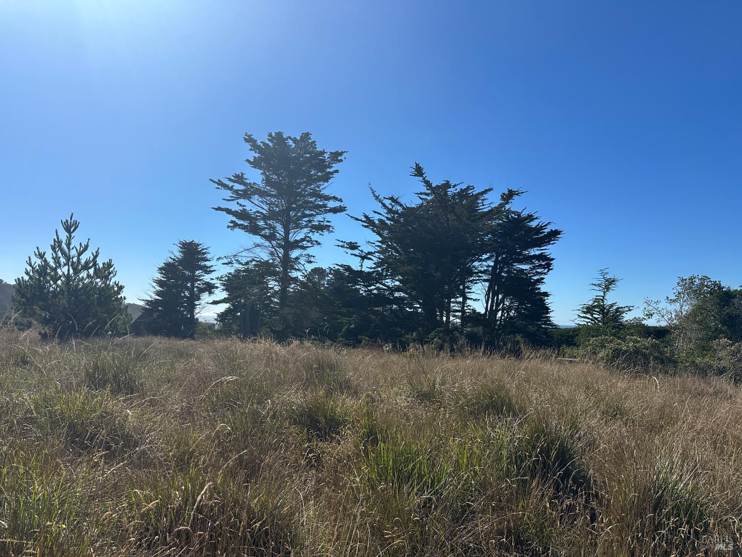 135 Shepherds Close The Sea Ranch, CA 95497 - Photo 25 of 30 a view of a tree in a field of a house