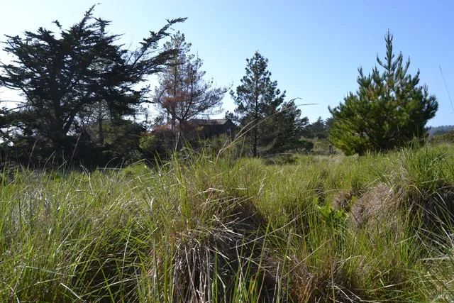 a view of a lush green space