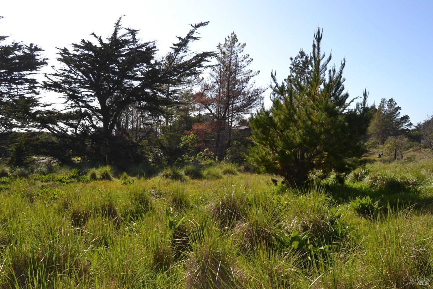135 Shepherds Close The Sea Ranch, CA 95497 - Photo 6 of 30 a view of a lush green space