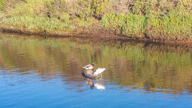 a view of a swimming pool with a yard and palm trees