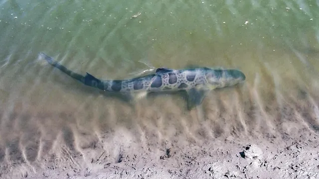 a view of a tree in a yard