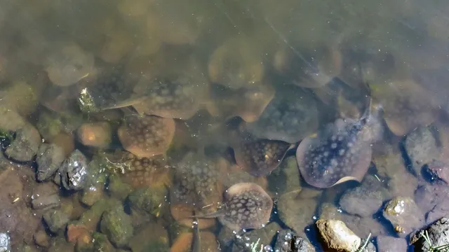 $1,130,000 | 349 Ash Avenue, Unit SPC 17, Carpinteria, CA 93013